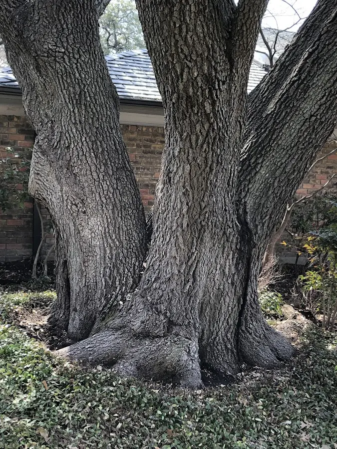 Mature heritage tree close to a Northome property cared for by certified arborists